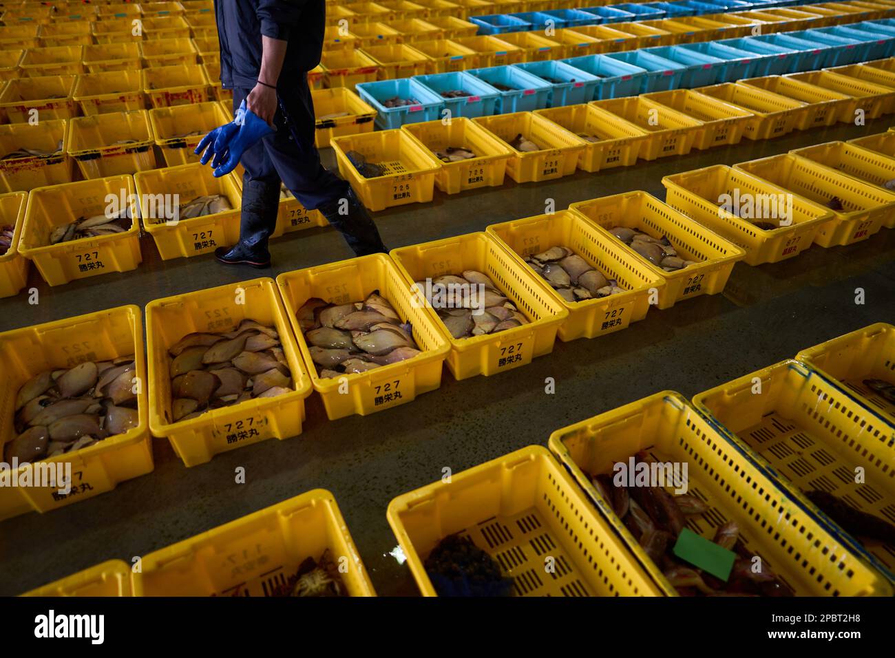 (230313) -- FUKUSHIMA, March 13, 2023 (Xinhua) -- This photo taken on March 8, 2023 shows freshly caught fish at a fish market in Soma City, Fukushima Prefecture, Japan. Struck by a magnitude-9.0 earthquake and ensuing tsunami that hit Japan's northeast on March 11, 2011, the power plant suffered core meltdowns, resulting in a level-7 nuclear accident, the highest on the International Nuclear and Radiological Event Scale. Twelve years after the 2011 accident traumatized Fukushima's fishing industry, local fishermen are still struggling for recovery. As Japan pushes ahead with dumping tons o Stock Photo