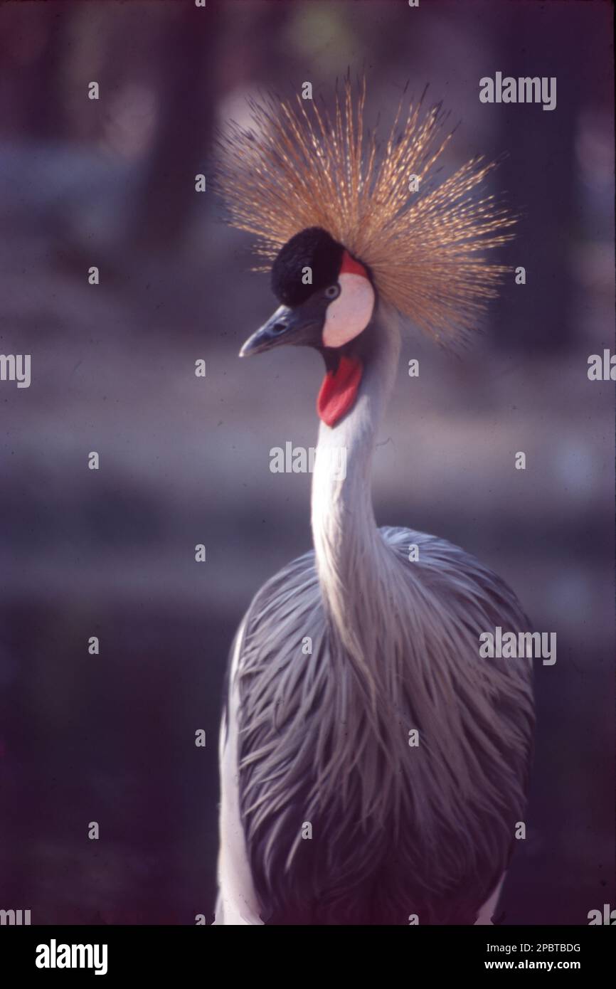 The grey crowned crane, also known as the African crowned crane, golden crested crane, golden crowned crane, East African crane, East African crowned crane, African crane, Eastern crowned crane, Kavirondo crane, South African crane and crested crane, is a bird in the crane family, Gruidae. Stock Photo