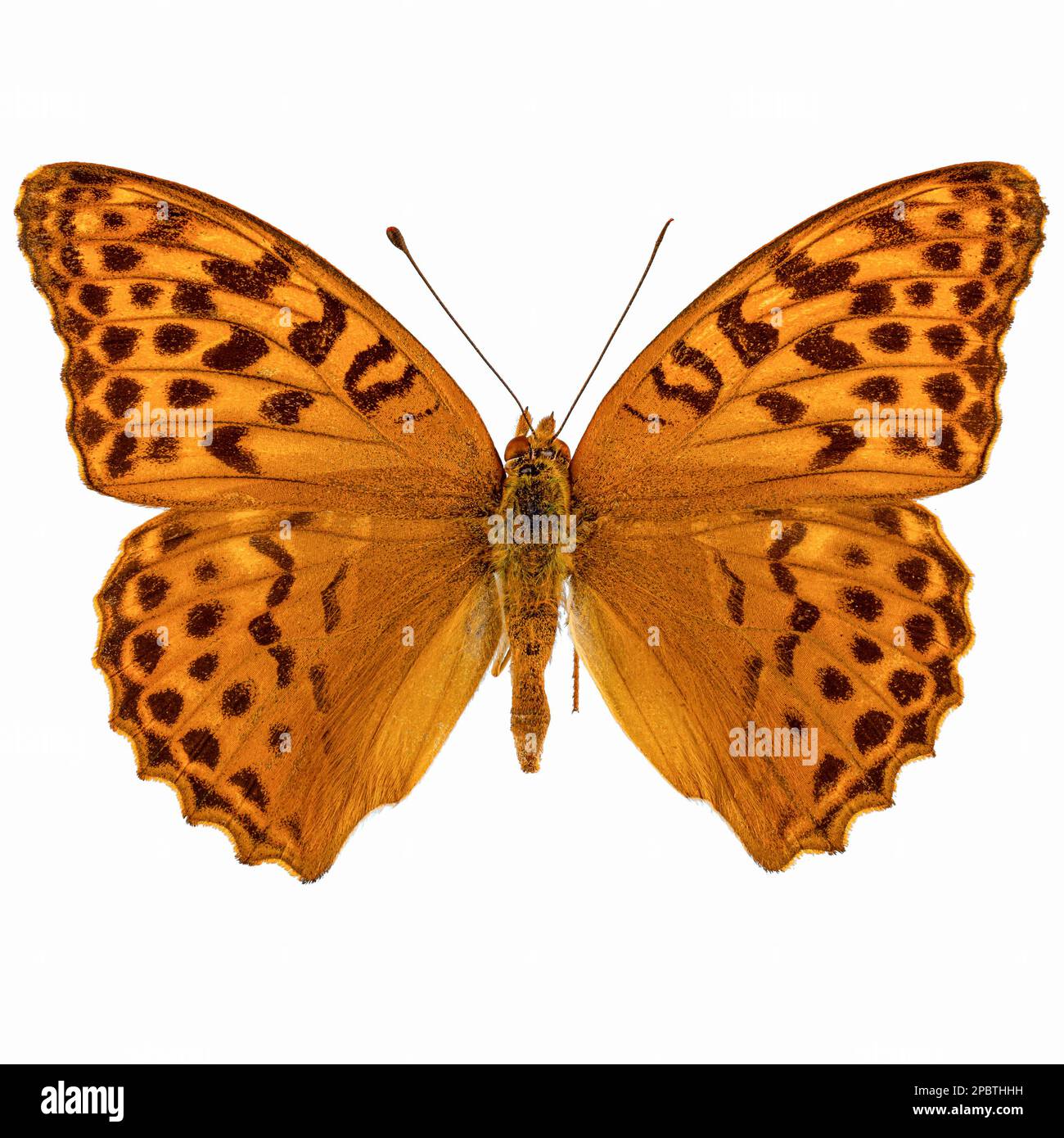 Silver-washed fritillary butterfly (Argynnis paphia) on white background Stock Photo