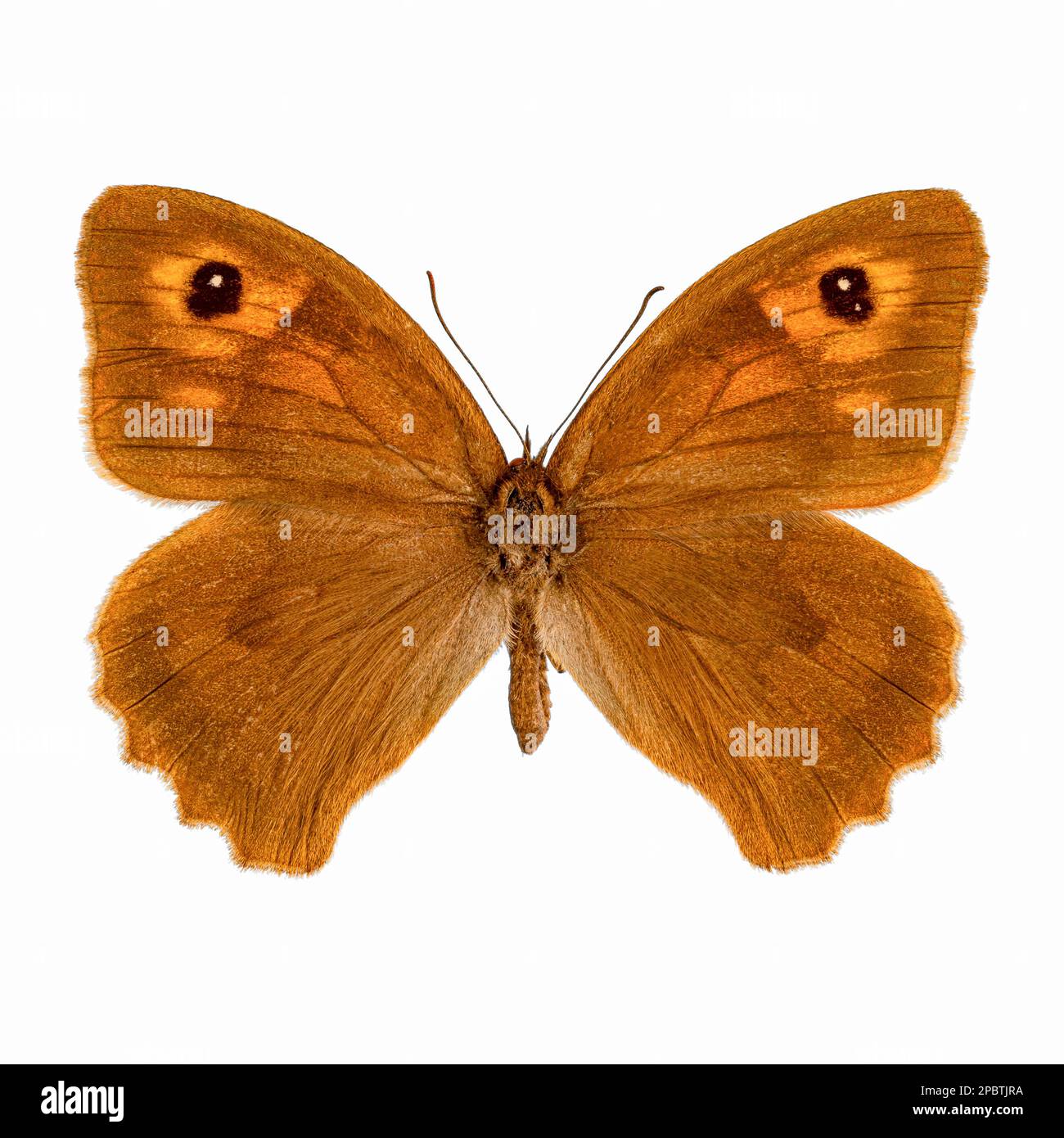 Meadow brown butterfly, Maniola jurtina on white background Stock Photo