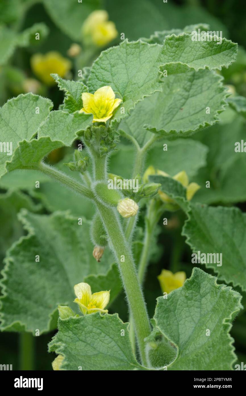 Ecballium elaterium, squirting cucumber, trailing perennial with pale yellow flowers Stock Photo