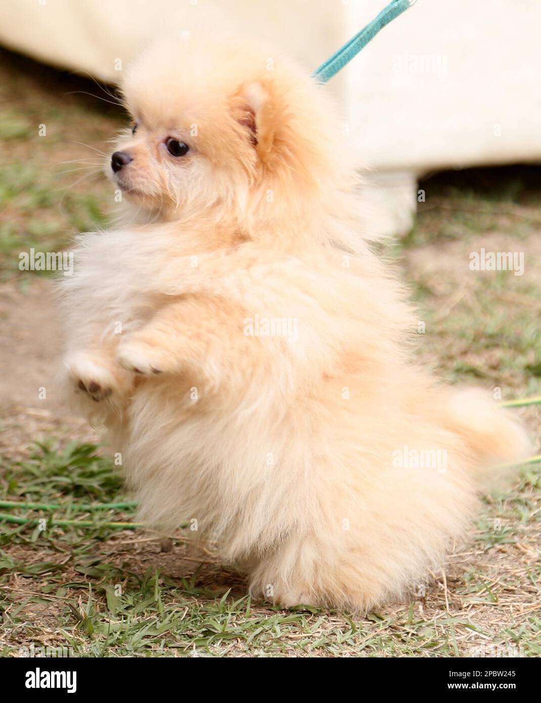 Islamabad, Pakistan. 12th Mar, 2023. A pomeranian is seen during a dog