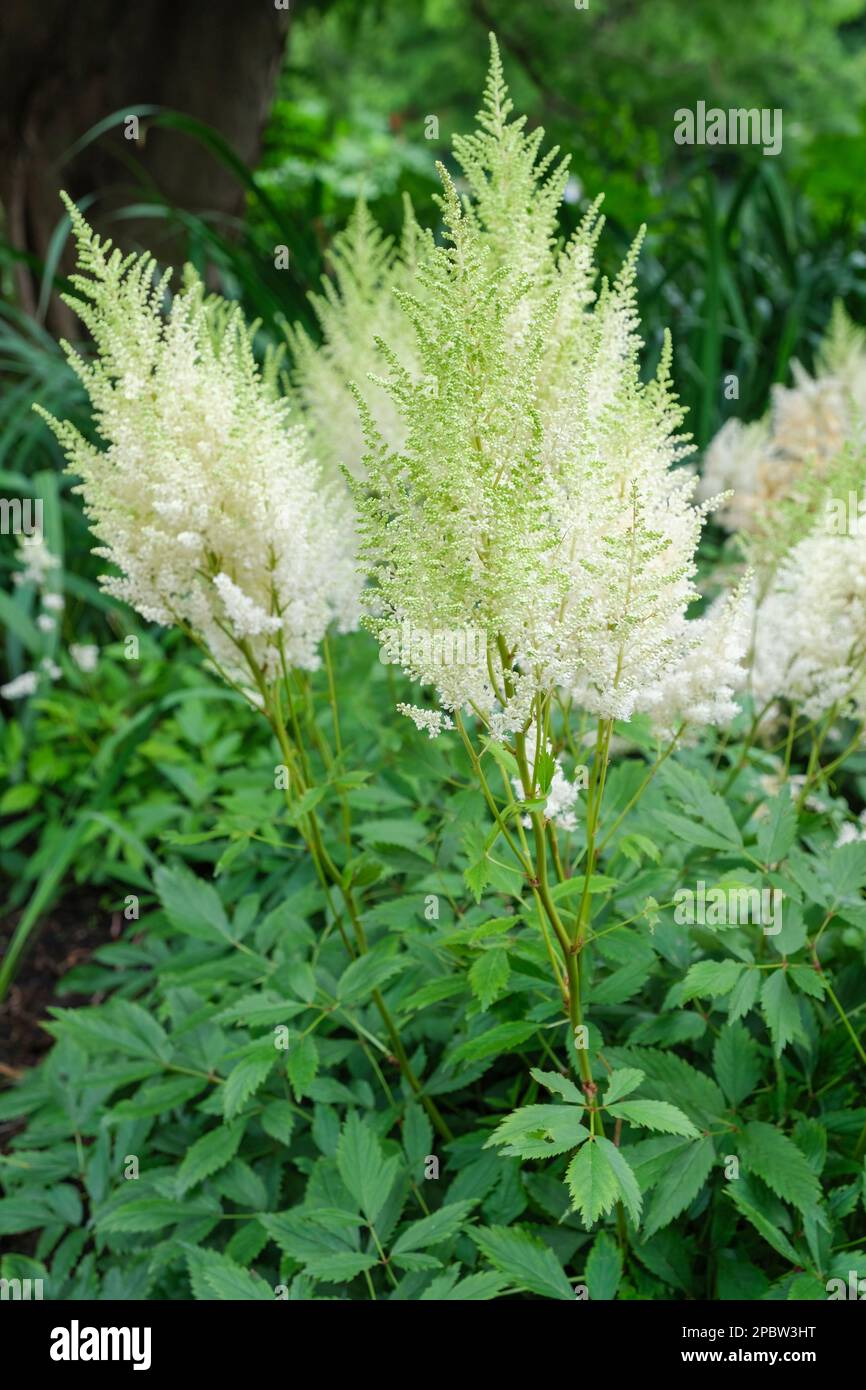 Astilbe White Gloria, astilbe Weisse Gloria, clump-forming perennial, sprays of pure white flowers Stock Photo