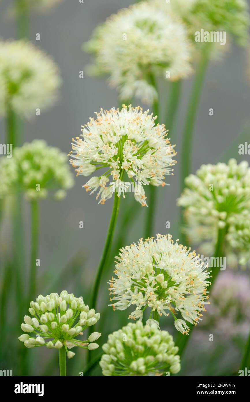 Allium albidum, Allium ammophilum, Allium albidum, mat-forming onion with white flowers Stock Photo