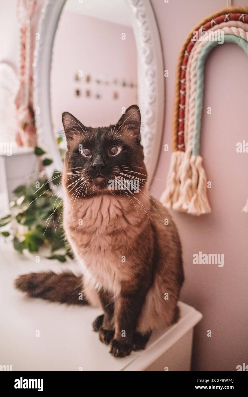 Siamese cat sitting on little girls dresser Stock Photo Alamy