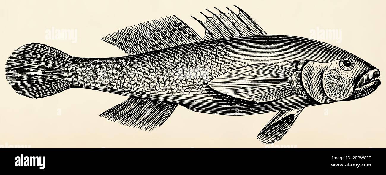 The fish - Padogobius bonelli. Antique stylized illustration. Stock Photo