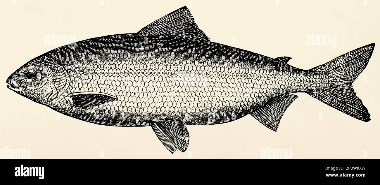 The freshwater fish - whitefish (Coregonus Wartmanni). Antique stylized illustration. Stock Photo