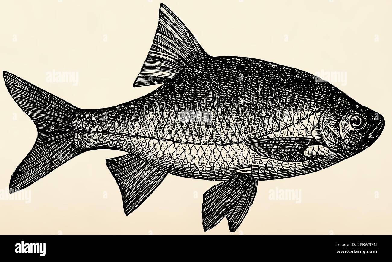 The freshwater fish - rutilus roach (Rutilus rutilus). Antique stylized illustration. Stock Photo
