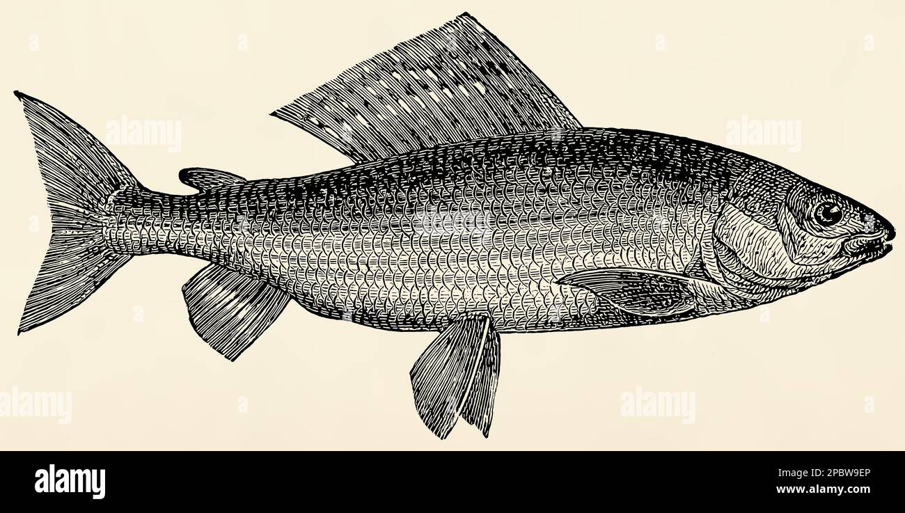 The freshwater fish - grayling (Thymallus vulgaris). Antique stylized illustration. Stock Photo