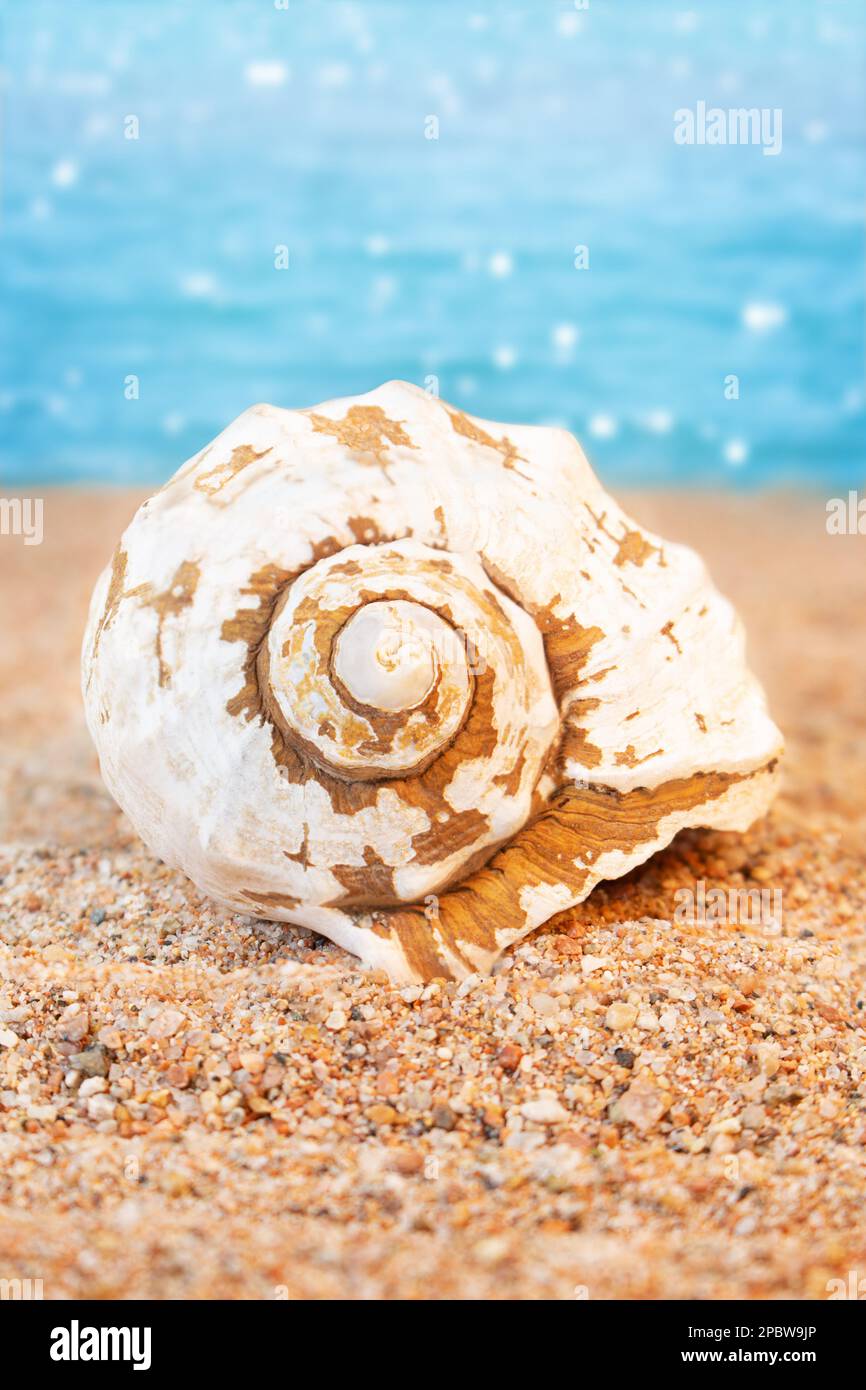 White seashell on sandy beach back sea background. Travel, rest in hot countries. Vertical. Copy space Stock Photo