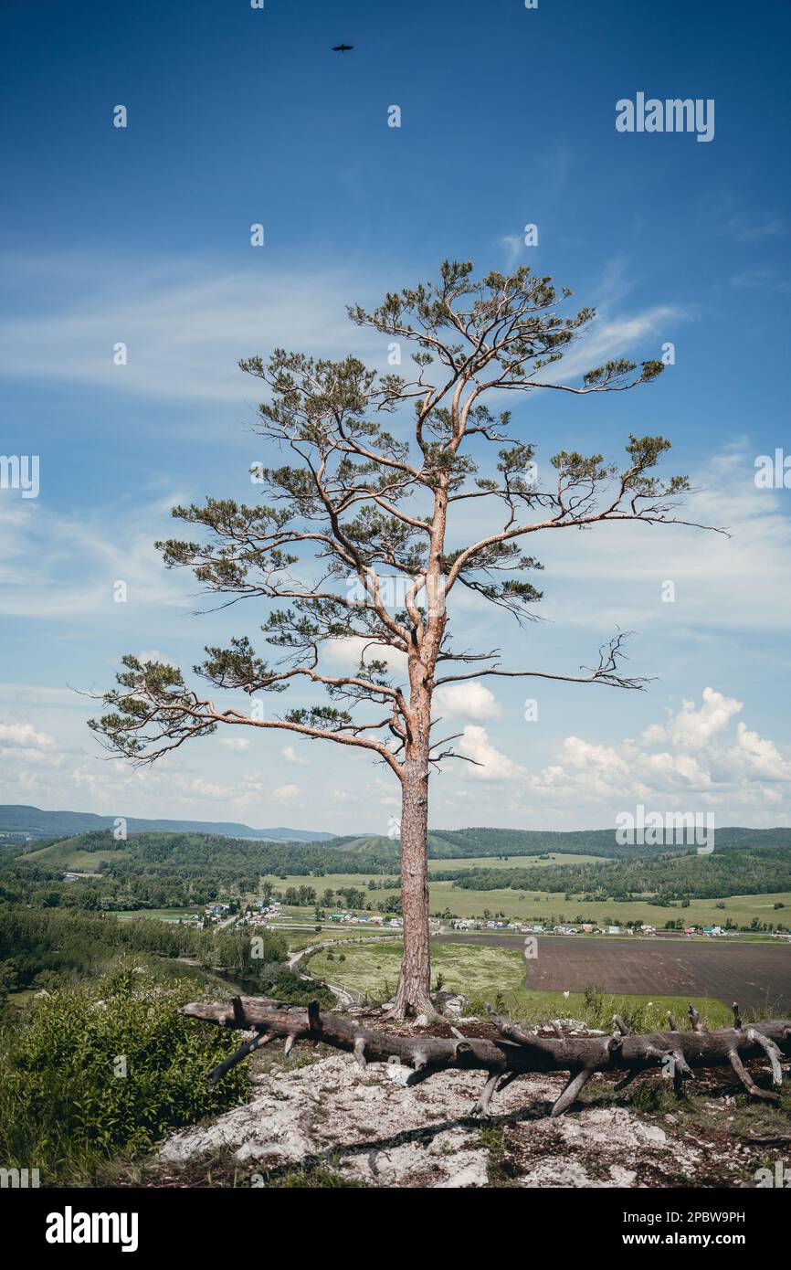 Expedition mountain and tree plateau scenery and plateau scenery hires