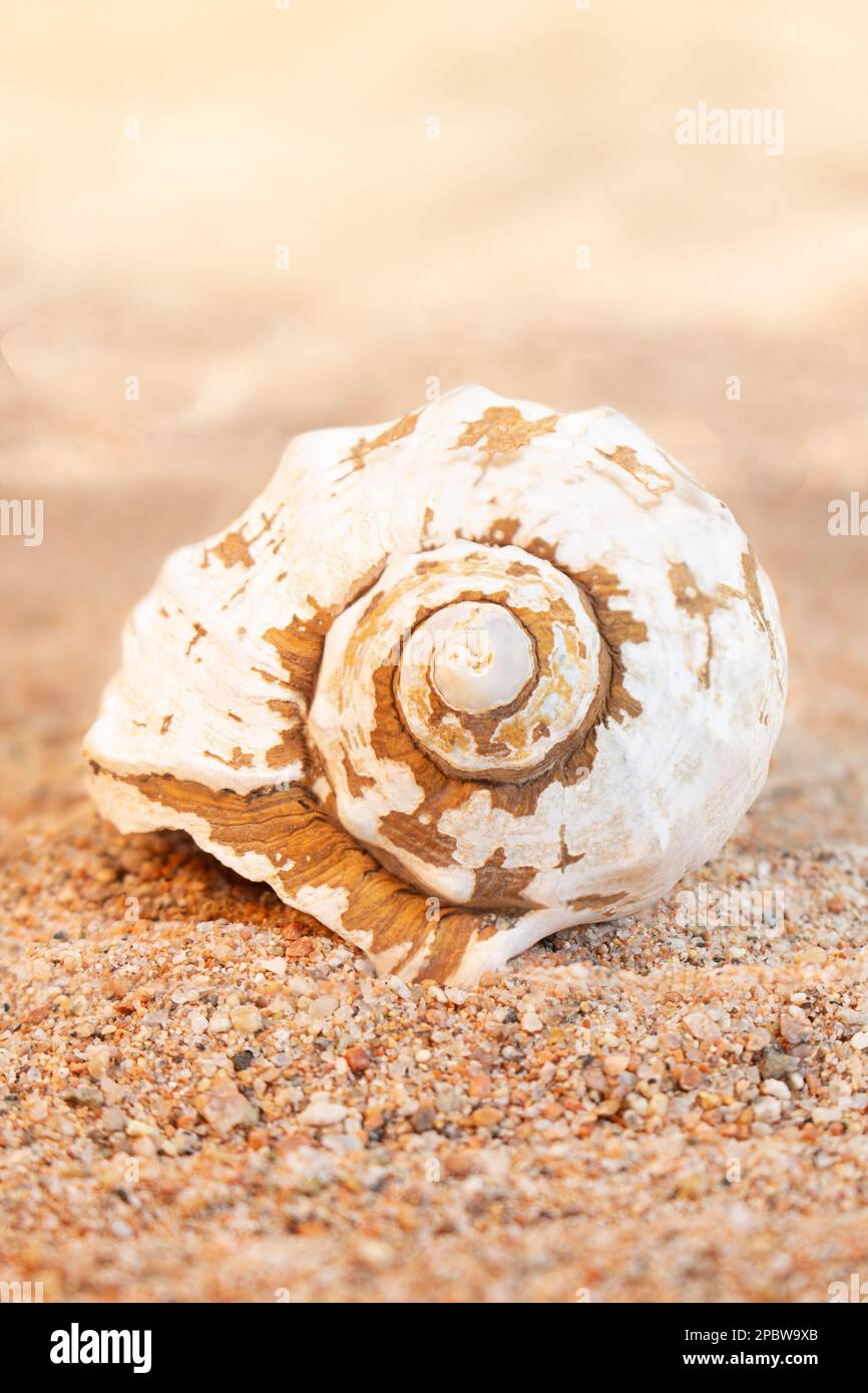 White clam shell on sandy beach. Travel, rest in hot countries. Vertical. Copy space Stock Photo