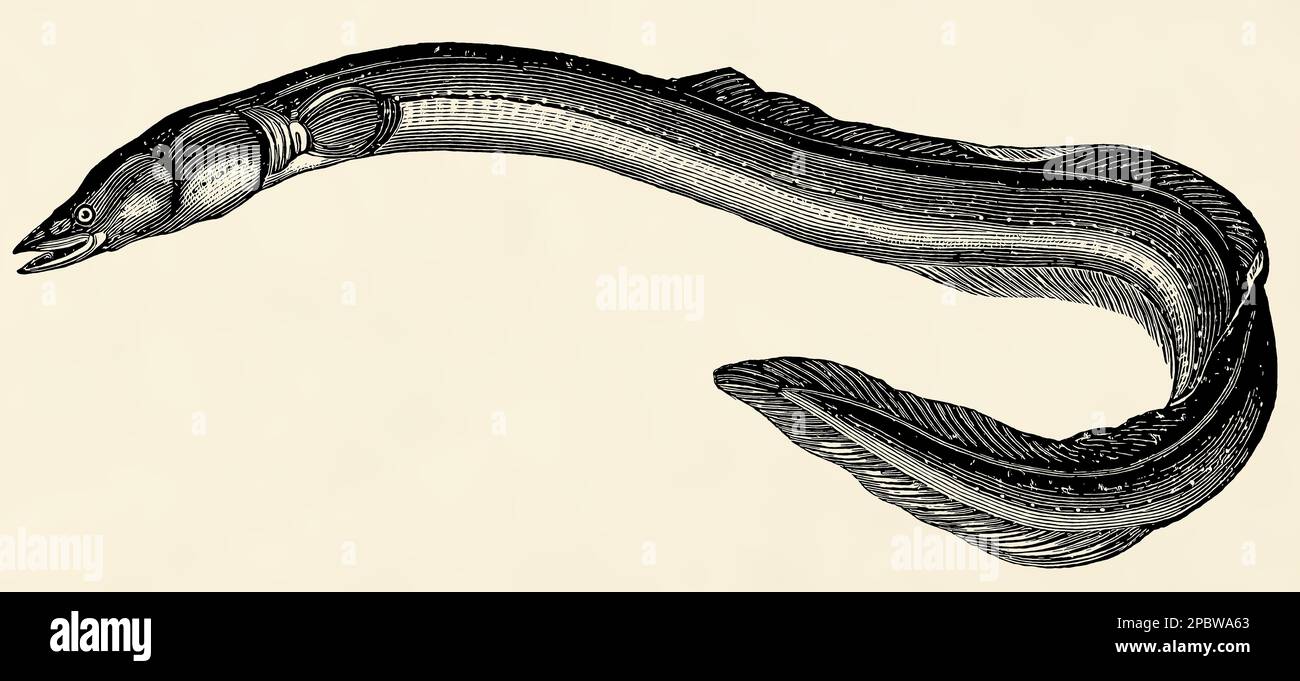The freshwater fish European eel (Anguilla anguilla). Antique