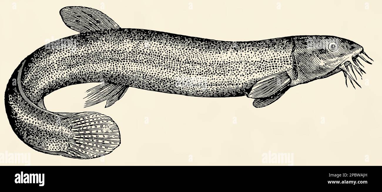 The freshwater fish - weatherfish (Misgurnus fossilis). Antique stylized illustration. Stock Photo