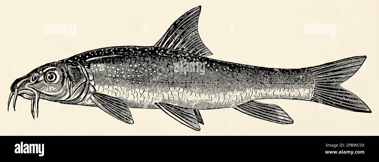 The freshwater fish -  common barbel (Barbus barbus). Antique stylized illustration. Stock Photo