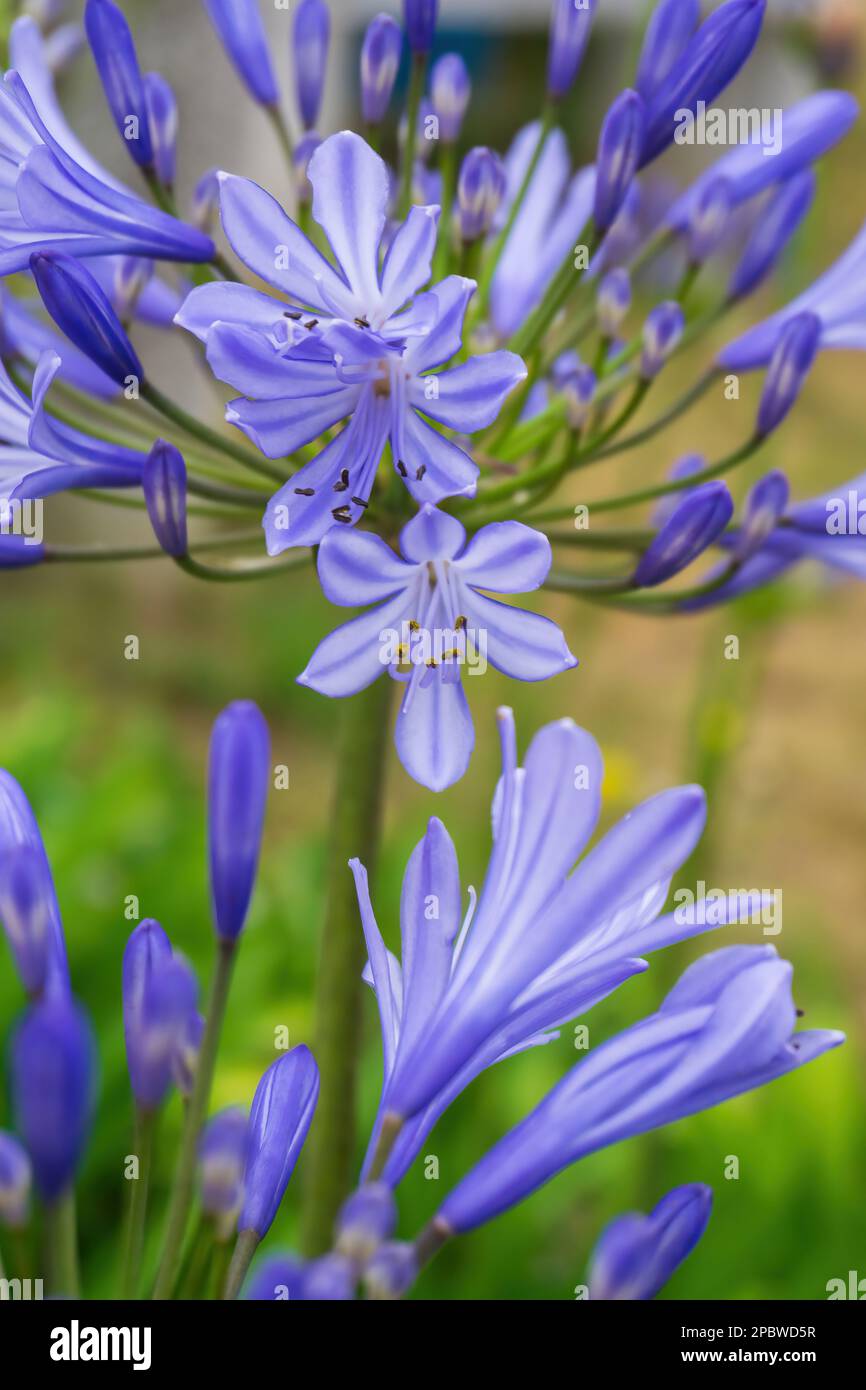 Lilac inflorescences of African Agapanthus in the garden Stock Photo