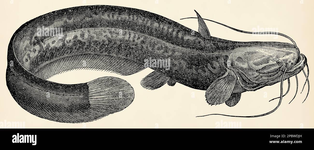 The freshwater fish -  wels catfish (Silurus glanis). Antique stylized illustration. Stock Photo