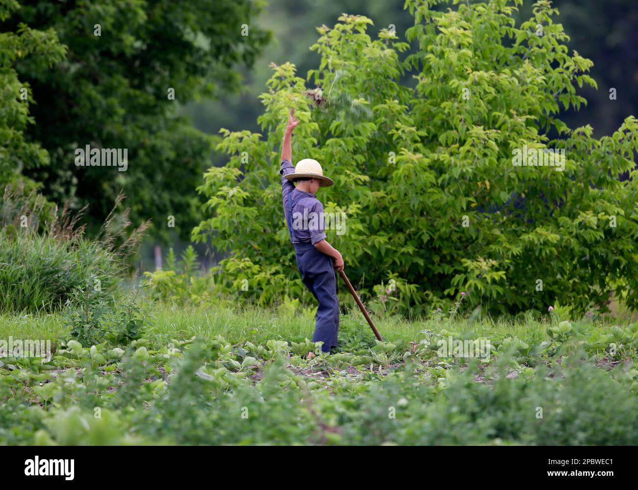 Amish boy tosses weeds in field Stock Photo - Alamy