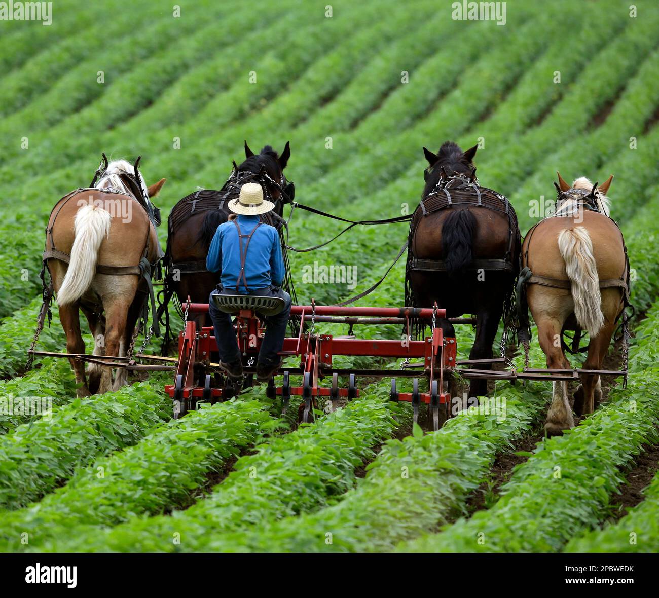 amish-men-working-crops-in-wisconsin-stock-photo-alamy