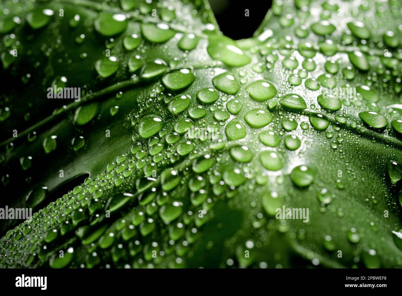 Close-up of a monstera leaf with dew drops Stock Photo - Alamy