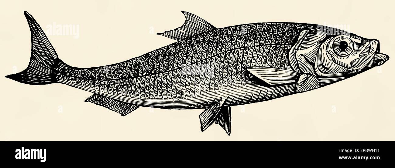 The fish - Atlantic herring (Clupea harengus). Antique stylized illustration. Stock Photo