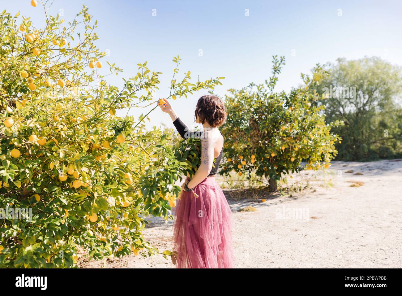 Stylish woman in layered tule skirt picking from a lemon tree Stock Photo