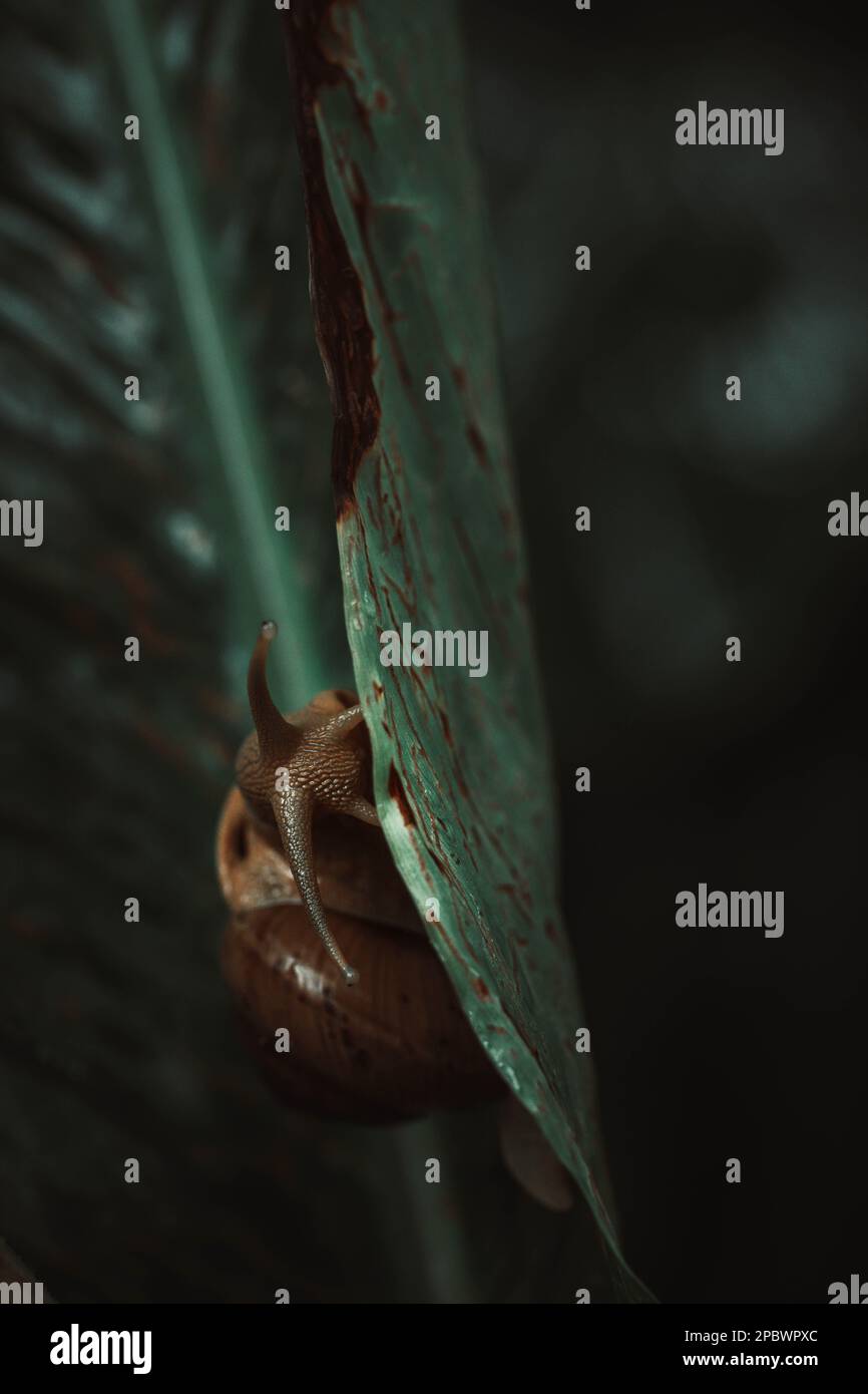 snail sitting on green leaf Stock Photo