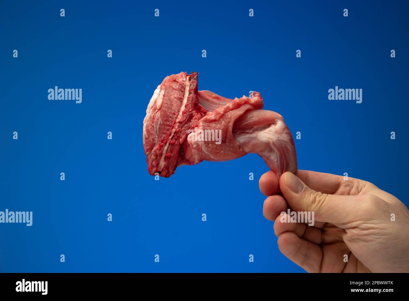 Uncooked raw rabbit or hare leg held in hand by Caucasian male. Close studio shot, isolated on blue background. Stock Photo