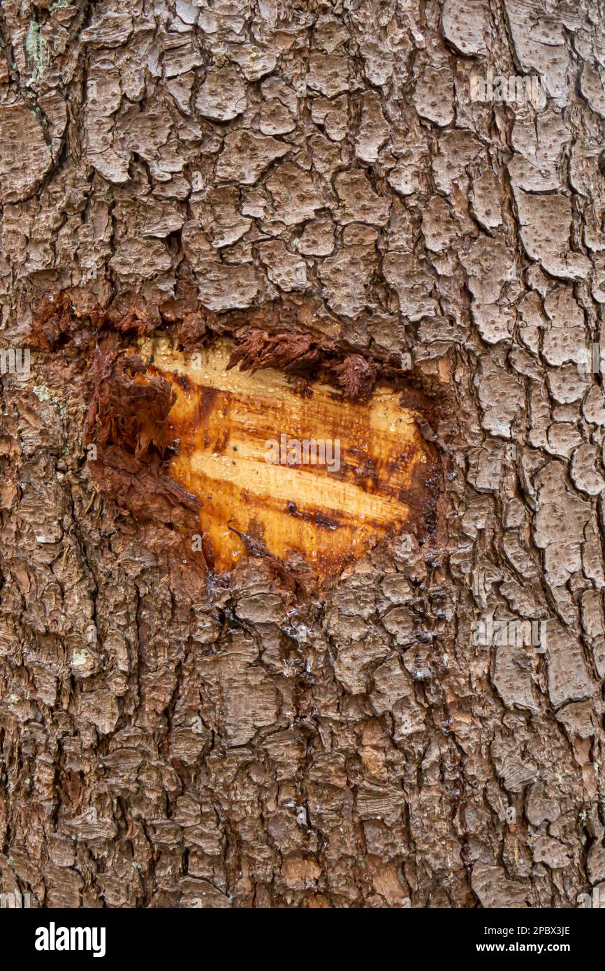 Tree bark resin sap from trunk wound. Close up shot, no people. Stock Photo