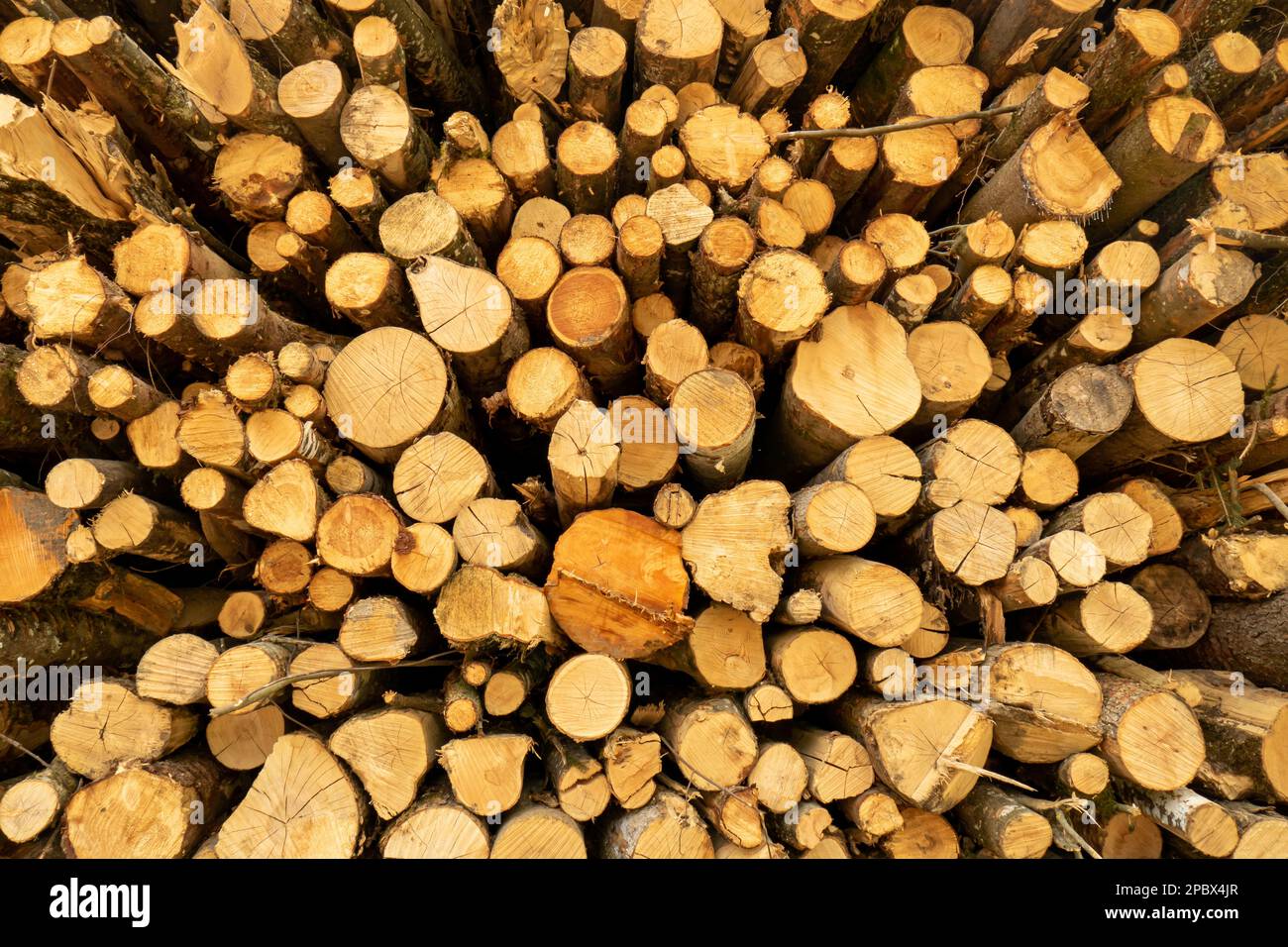 Tree trunks stacked in hi-res stock photography and images - Alamy