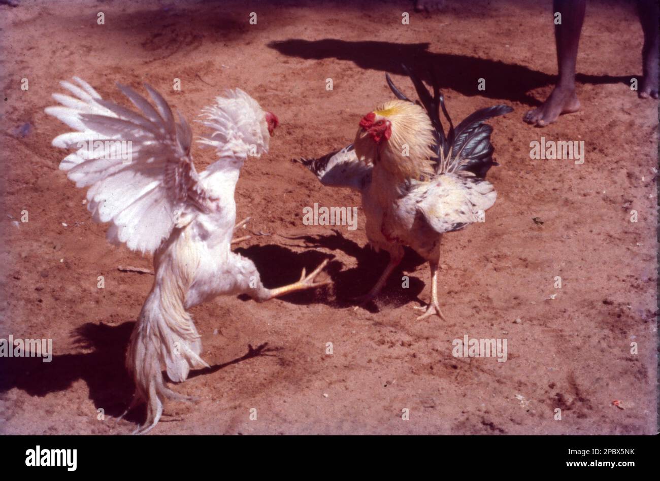 roosters-are-specially-bred-for-cockfights-cockfighting-is-a-blood