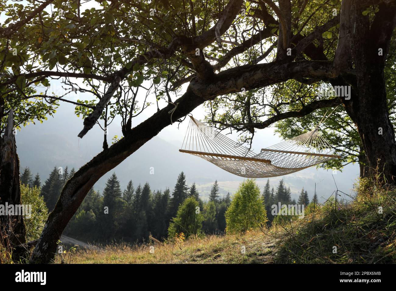 Comfortable net hammock outdoors on sunny day Stock Photo - Alamy