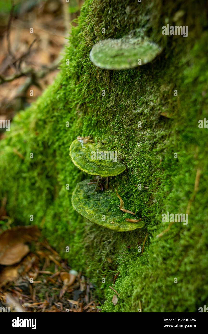 Wild inedible mushrooms growing on a dead mossy tree stump in a forest ...