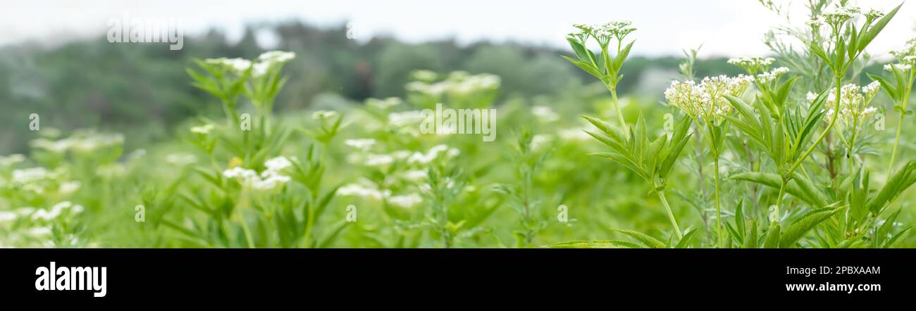 fresh plant valerian flowers (Valeriana officinalis). garden valerian, garden heliotrope and all-heal flowers in meadow in summer. Long banner with Stock Photo