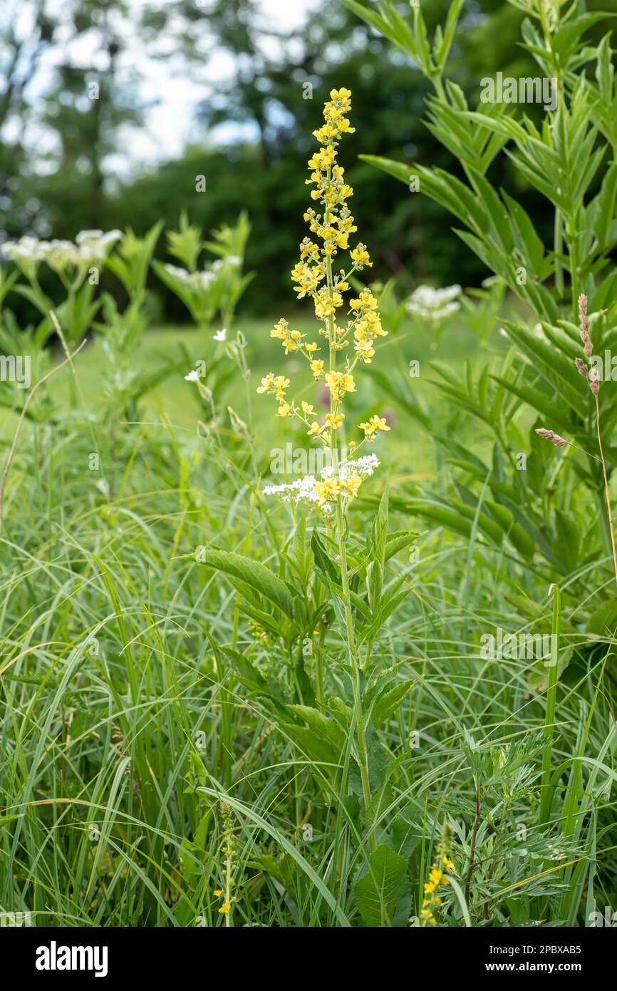 Verbascum, mullein tall flower with yellow flowers at organic garden. during flowering. Medicinal plant used in traditional medicine as herbal remedy Stock Photo