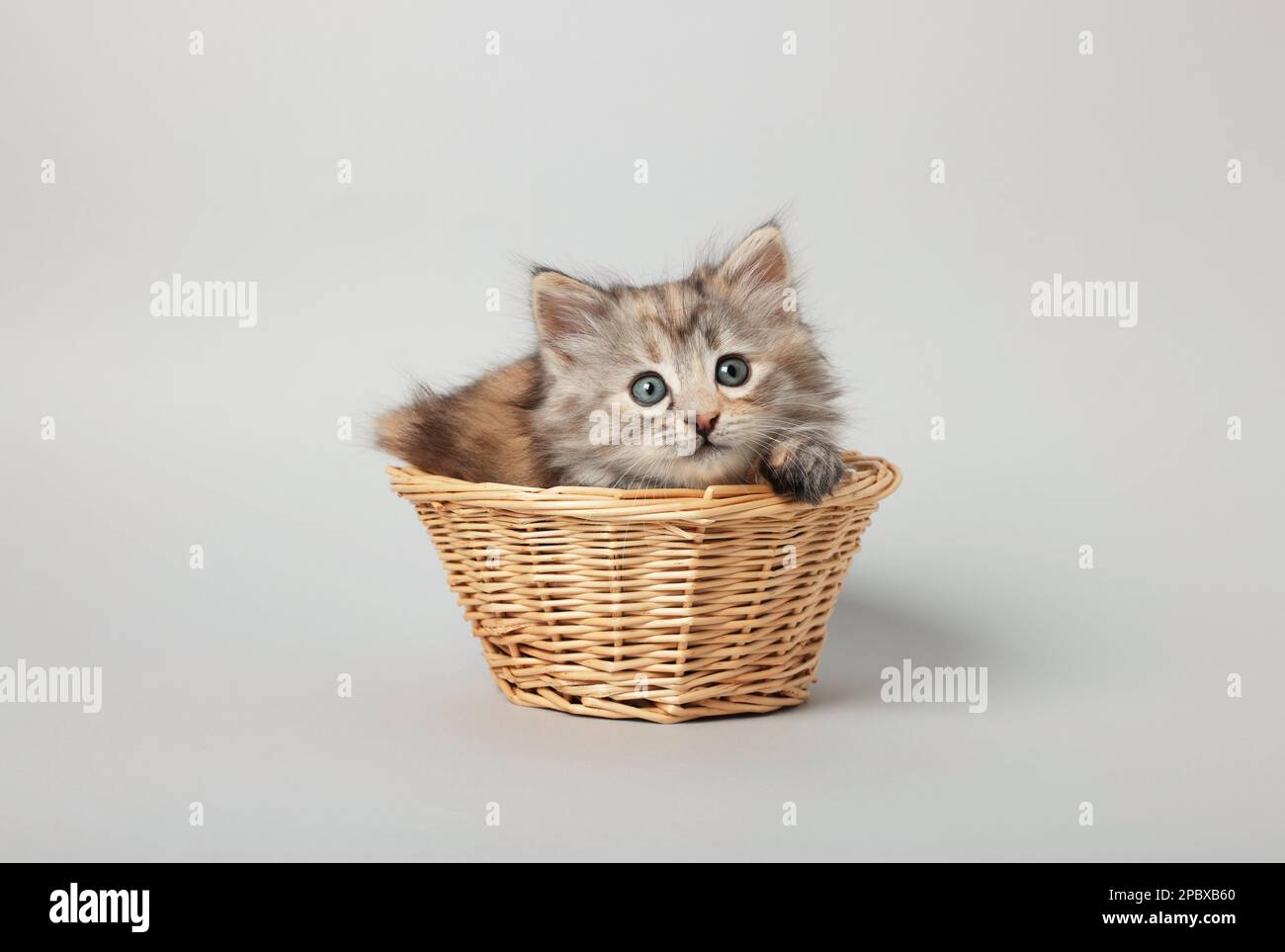 Cute kitten in wicker basket on light grey background Stock Photo - Alamy