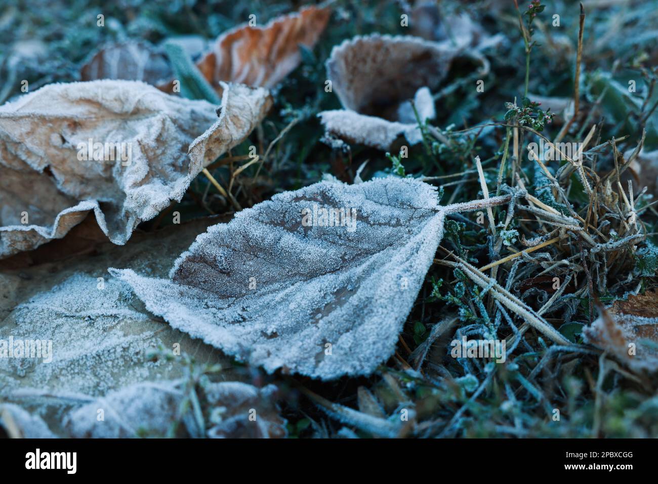 Grass covered with hoarfrost hi-res stock photography and images - Alamy