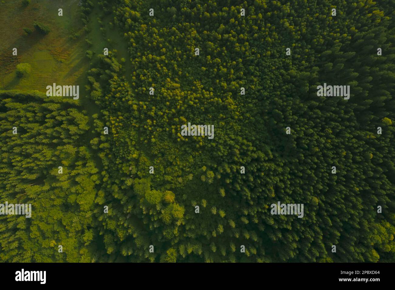 Aerial view of forest with beautiful green trees Stock Photo - Alamy