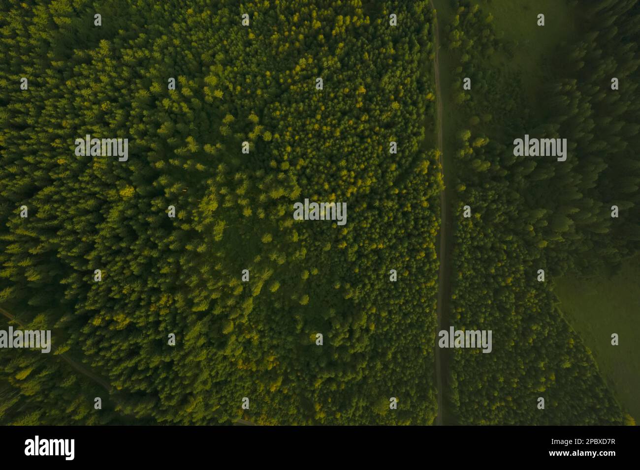 Aerial view of road surrounded by forest with beautiful green trees ...