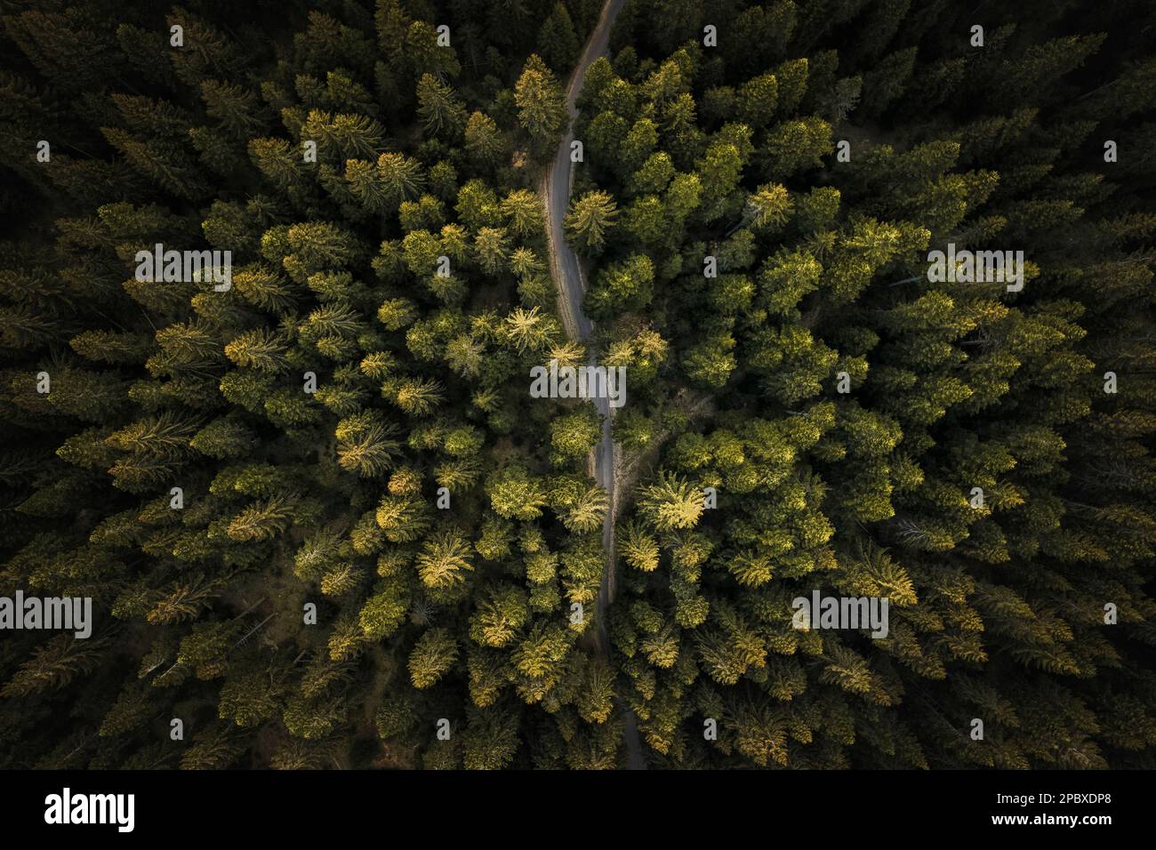 An aerial view of a road in the middle of a lush forest with trees ...