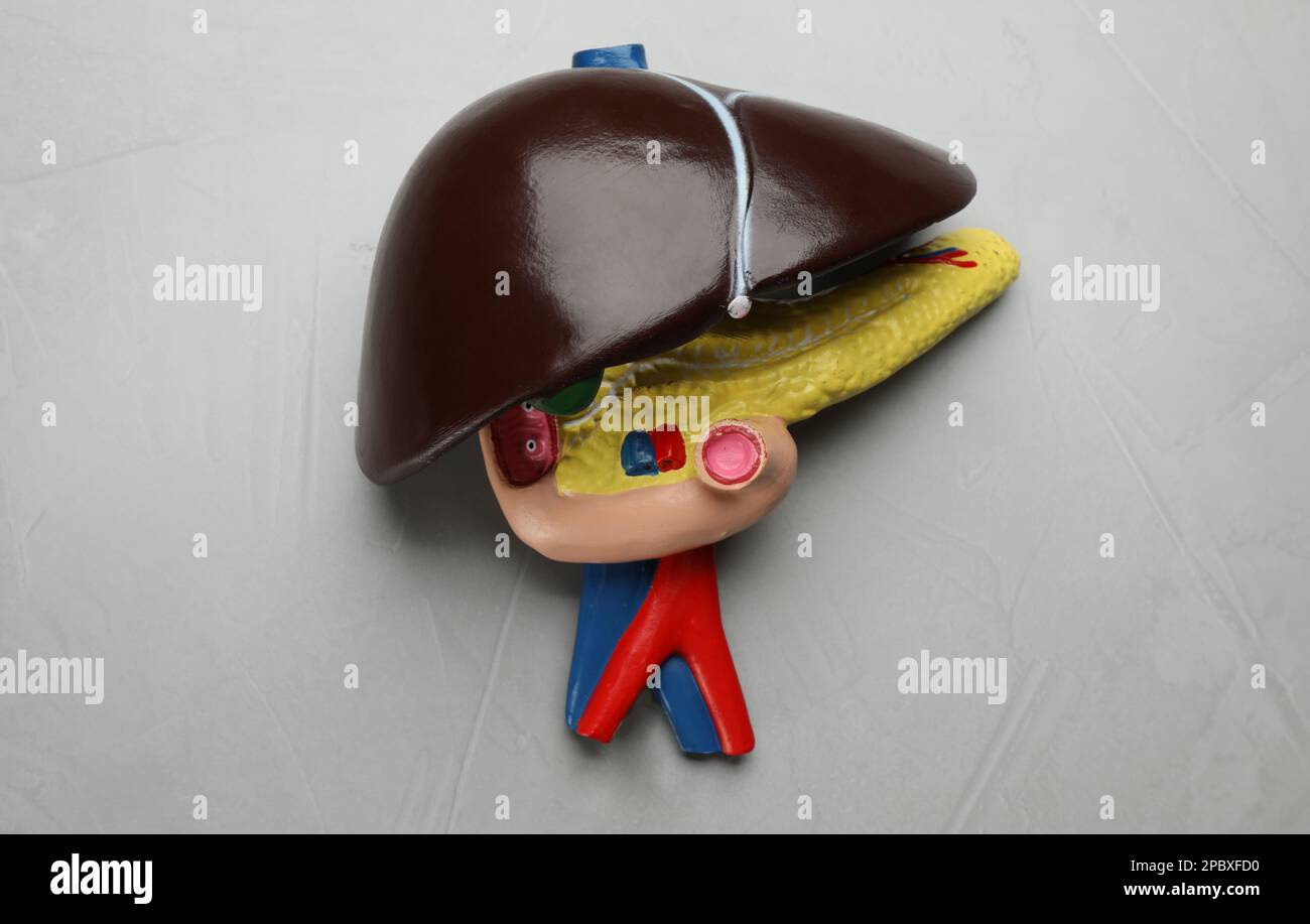 Model of liver on light grey background, top view Stock Photo - Alamy