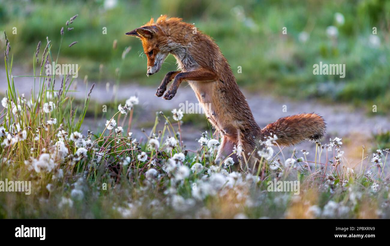 jagender Rotfuchs Stock Photo