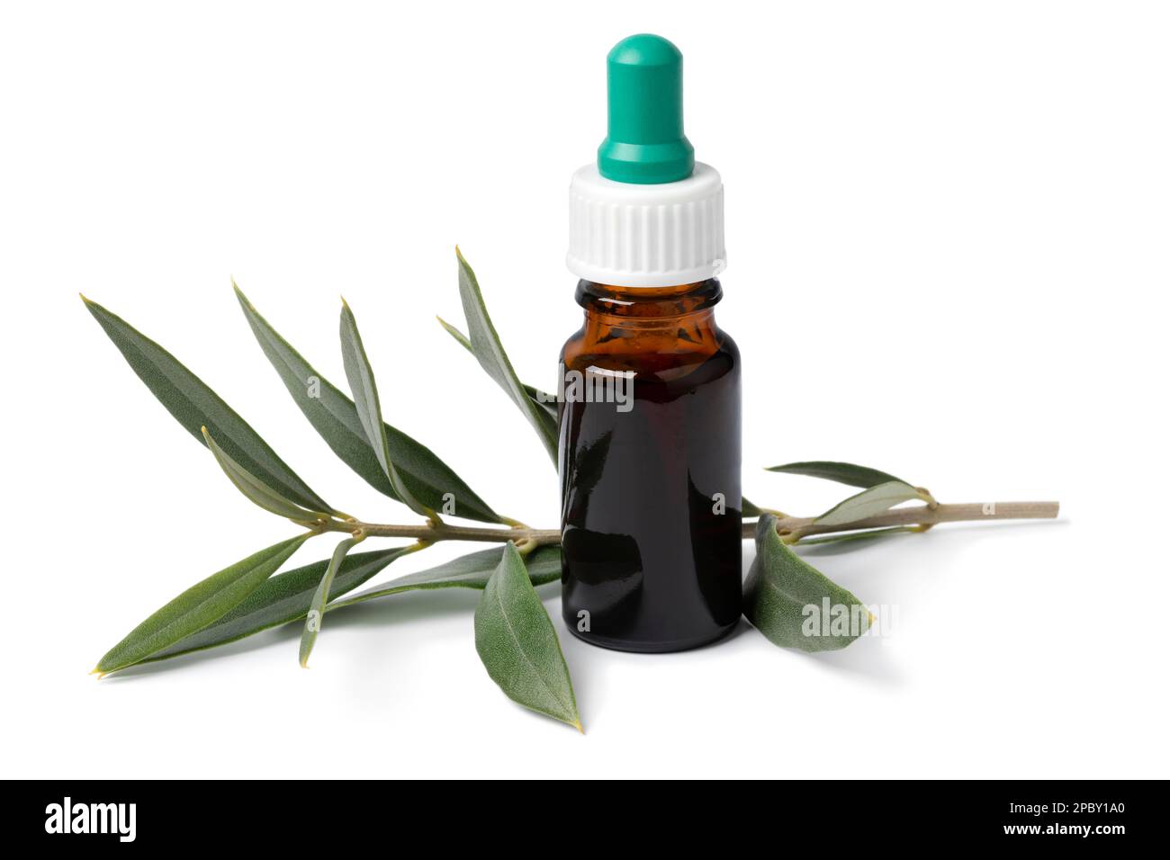 Bottle with olive leaf extract and a fresh twig of olive leaves isolated on white background Stock Photo