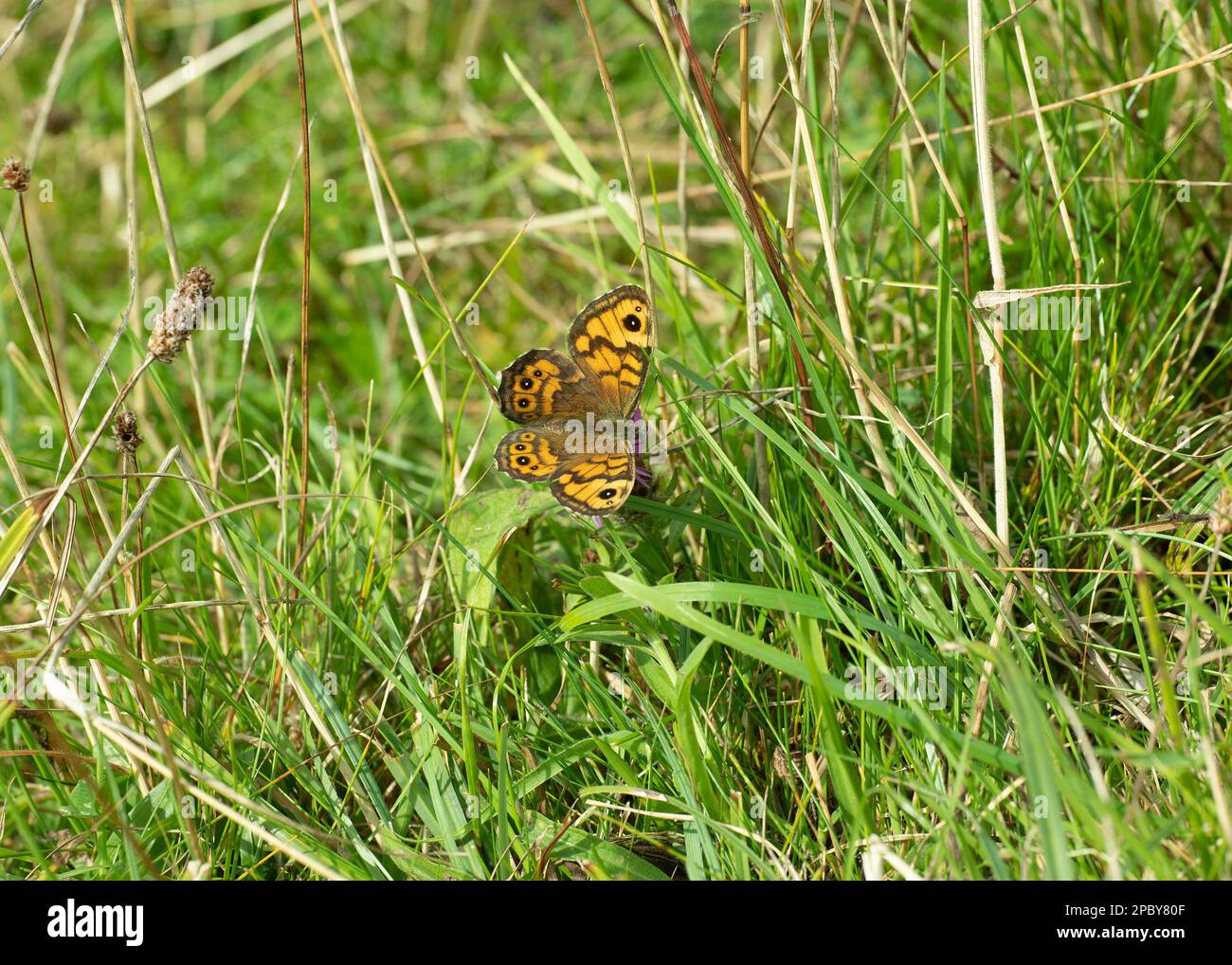 Wall (Lasiommata megera), resting in grass, Carrick, Dumfries and Galloway, SW Scotland Stock Photo