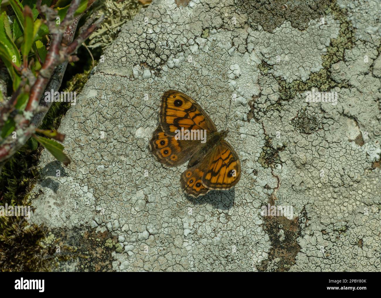 Wall (Lasiommata megera), resting on lichen covered rock, Carrick, Dumfries and Galloway, SW Scotland Stock Photo