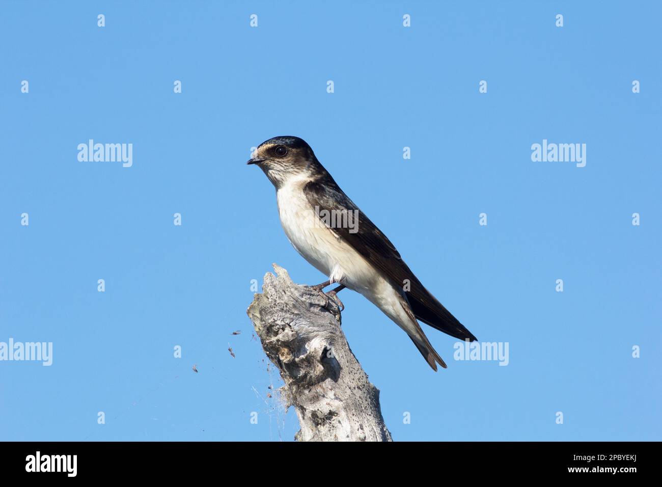 Tree Martin Rump White Tiny martin hi-res stock photography and images - Alamy