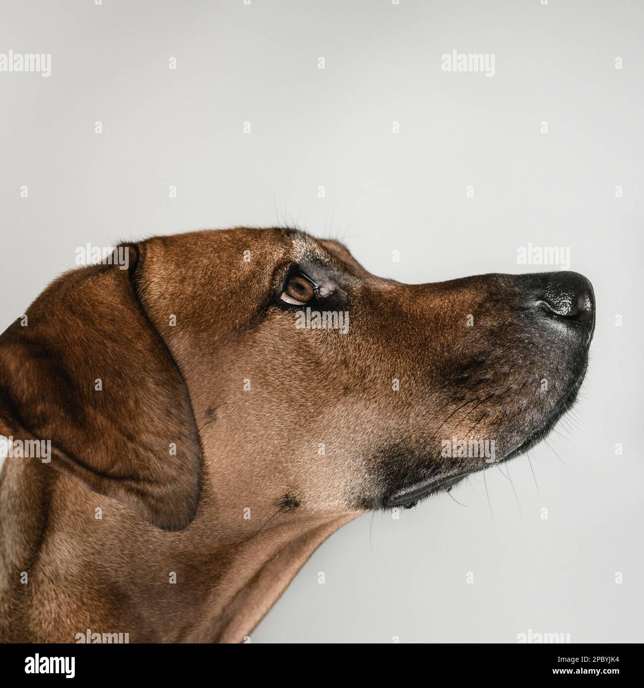 Purebred Ridgeback dog on white background Stock Photo - Alamy
