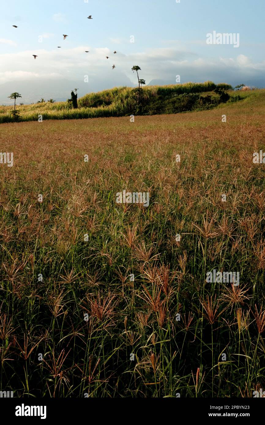 The scenic view of a field of gayana, during the sunset. Stock Photo