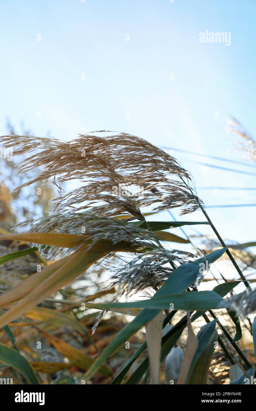 Beautiful reed plants against blue sky, closeup Stock Photo