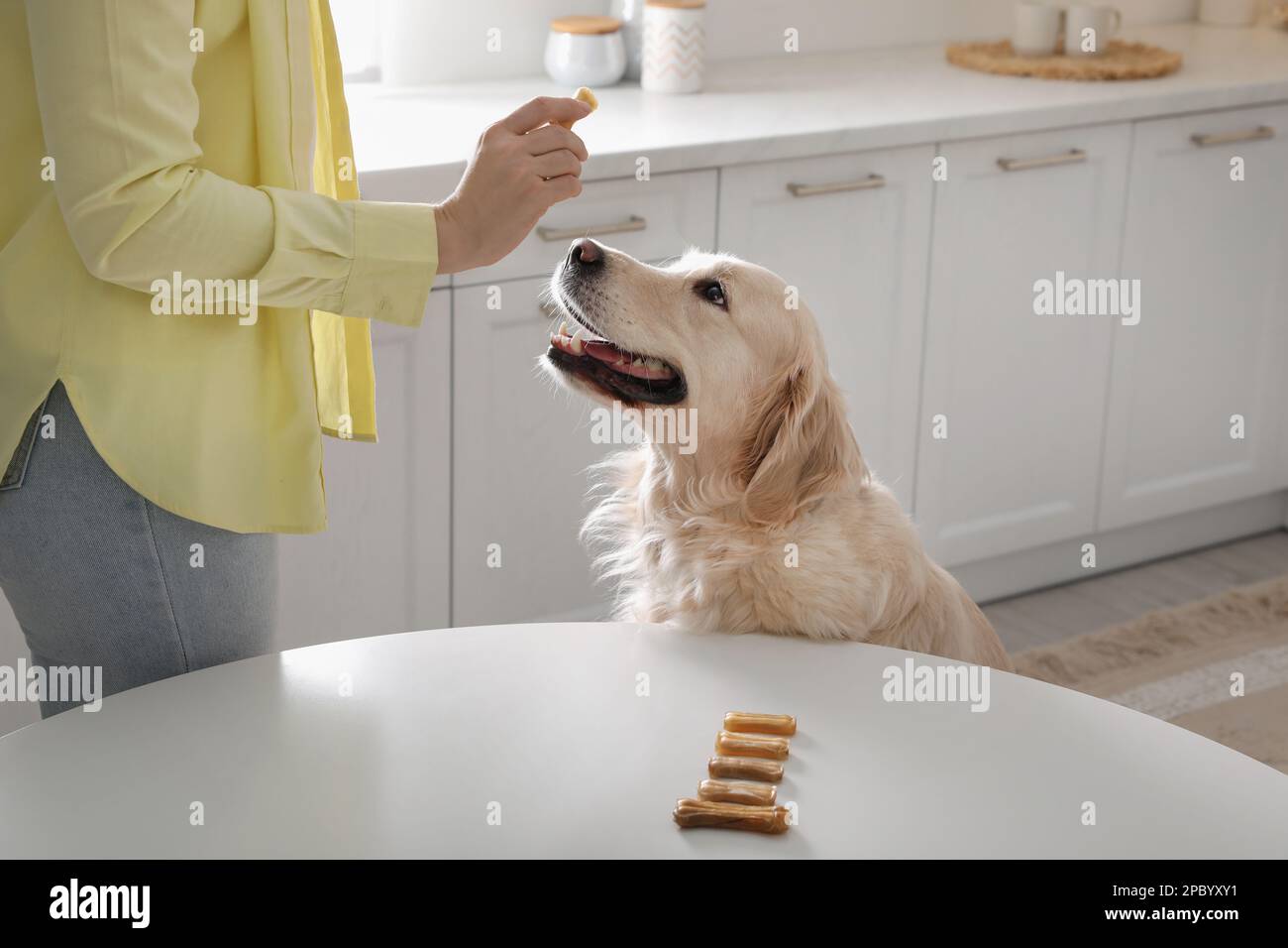 Owner giving dog biscuit to cute Golden Retriever in kitchen, closeup